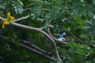 Sour-eating bird in a public park in Thailand