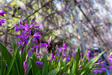 春の庭園に咲くシランの花と柔らかく広がる藤棚の景色