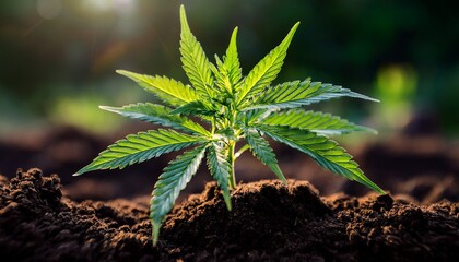 a vibrant green cannabis plant growing in rich dark soil symbolizing health growth and cultivation in nature