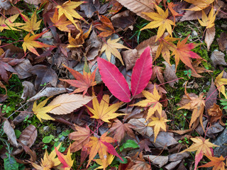 An overhead view of the forest floor covered with a variety of colorful autumn leaves, primarily red and yellow Japanese maple leaves. 