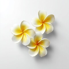 Fototapeta premium Colorful Hawaiian Petals Vibrant Island Flower Fresh plumeria flowers in white and yellow hues on a clean background.