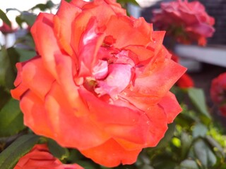 red rose in garden