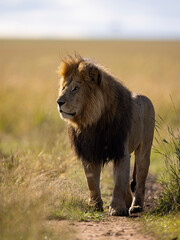 LION ON LOOKOUT
