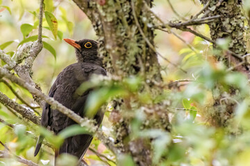 A great thrush perched in a branch inside the foliage, in a forest in the eastern Andean mountains of central Colombia, near the town of Villa de Leyva.