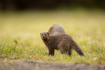 Mongoose