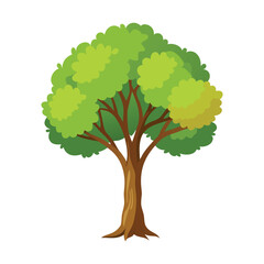 Poplar Tree Isolated on White Background Detailed Botanical Illustration
