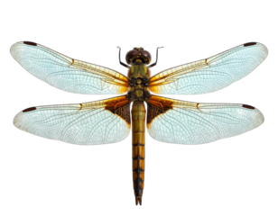 Highly Detailed Dragonfly with Transparent Wings Spread, Side View, Isolated.