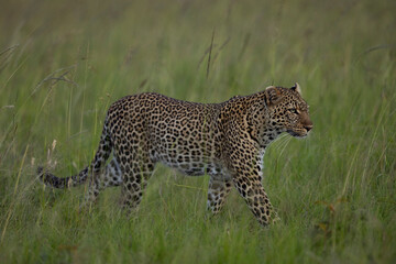 leopard in the grass