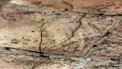 A tiny plant growing in the crack on the cement of a clay tile floor, in a farm house terrace near the town of Villa de Leyva in central Colombia.