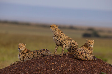 Cheetah