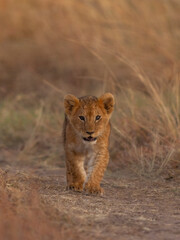 LION cub