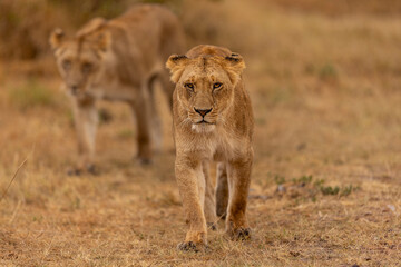 lionness walking