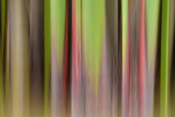 Abstract image of some papyrus plant culms created by an intentional camera movement effect,  in a lake in the eastern Andean mountains of central Colombia.