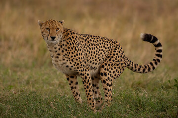 cheetah in the savannah