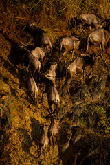 wildbeest migration in masai mara kenya