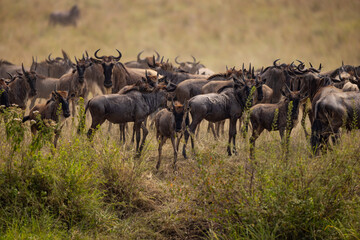 wildbeest migration in masai mara kenya