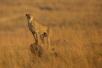 Cheetah