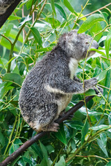 Adorable Wild Koala Eating Eucalyptus Leaves and Resting on Tree Branches in Natural Australian Habitat. Cute Wildlife Animal Close-Up in Daylight
