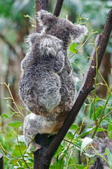 Adorable Wild Koala Eating Eucalyptus Leaves and Resting on Tree Branches in Natural Australian Habitat. Cute Wildlife Animal Close-Up in Daylight