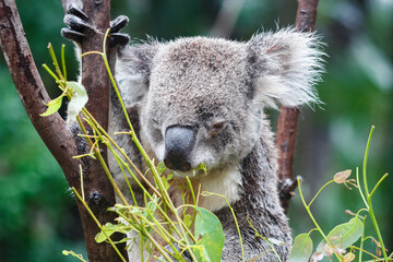 Adorable Wild Koala Eating Eucalyptus Leaves and Resting on Tree Branches in Natural Australian Habitat. Cute Wildlife Animal Close-Up in Daylight