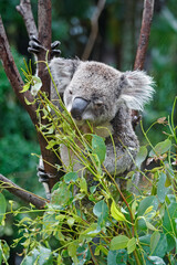 Adorable Wild Koala Eating Eucalyptus Leaves and Resting on Tree Branches in Natural Australian Habitat. Cute Wildlife Animal Close-Up in Daylight