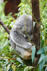 Adorable Wild Koala Eating Eucalyptus Leaves and Resting on Tree Branches in Natural Australian Habitat. Cute Wildlife Animal Close-Up in Daylight