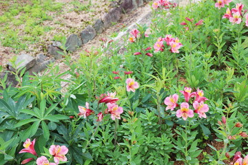 アルストロメリアのピンクの花