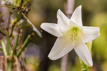 Front view of a Madonna lily flower illuminated by the morning light in a garden in the eastern Andean mountains of central Colombia near the town of Villa de Leyva.