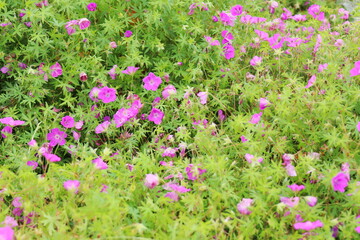 赤紫色の花を咲かせるゲラニウム