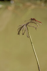 A red meadowhawk resting  over a dead dwarf papyrus plant over the murky water of a lake, in a farm in the eastern Andean mountains of central Colombia, near the town of Villa de Leyva.