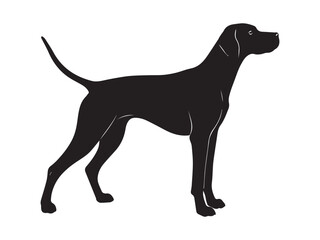 English pointer dog silhouette, silhouette of hunting dog vector art