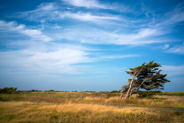 La côte atlantique sur l'île d'Oléron en Charente Maritime en France en Europe © Pierre Laborde 