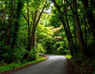 Obraz premium Winding road through lush, green forest canopy