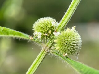 flower of a thistle