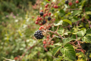 Close-up of a ripe black blackberry hanging from a branch among green leaves and red berries. High quality photo