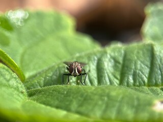 fly on leaf