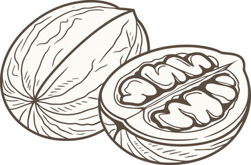 Walnut Illustration with Detailed Shell and Kernel. Realistic Walnut Illustration for Food and Nutrition Projects. Whole and Shelled Walnut Illustration for Packaging Design. Organic Walnut