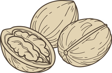 Walnut Illustration with Detailed Shell and Kernel. Realistic Walnut Illustration for Food and Nutrition Projects. Whole and Shelled Walnut Illustration for Packaging Design. Organic Walnut