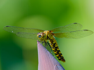 蓮の蕾にとまるハラビロトンボのメス