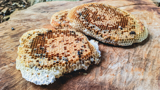 Fresh natural honeycomb sections with hexagonal cells containing honey and bee larvae on rustic wooden surface