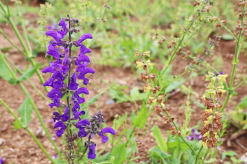 紫の花を咲かせるサルビア・プラテンシス
