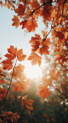 Golden Autumn Maple Leaves with Sunligh
