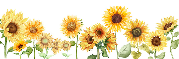 Sunflower Hand Drawn Illustration set, Decorative Element