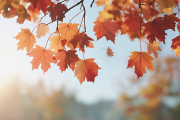 Golden Autumn Maple Leaves with Sunligh