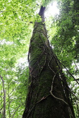 空に伸びる苔むした巨木