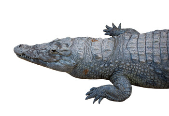 Nile Crocodile (Crocodylus niloticus) &ndash; Africa&rsquo;s Apex Predator The Nile crocodile (Crocodylus niloticus) is one of the largest and most powerful reptiles in the world.