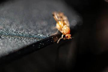 Drosophila melanogaster, Schwarzbäuchige Fruchtfliege auf einem Ladegerät, on a charger