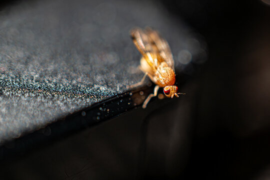 Drosophila melanogaster, Schwarzb&auml;uchige Fruchtfliege auf einem Ladeger&auml;t, on a charger