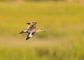 Graceful Flight of a Willet in the Golden Hour