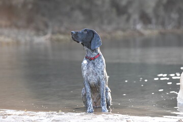 German Shorthaired Pointer Puppy sitting by the water at the Bunbury Estuary